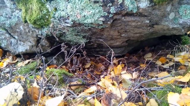 Тварь орёт на Собаку из под камня. Русский Той Терьер. Вуокса 2019. смотреть онлайн