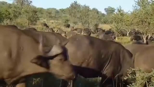 Львы. HD Все о жизни этих великолепных животных в документальном фильме смотреть онлайн