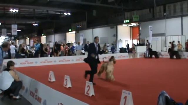 12.06.2015 "WDS-2015"Club Show.Milan, Italy. Solnechny. смотреть онлайн