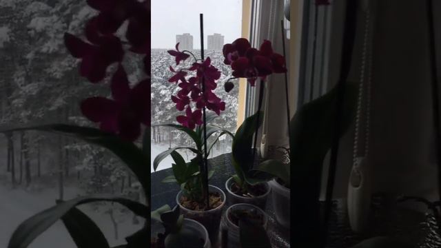 Мои орхидеи. смотреть онлайн