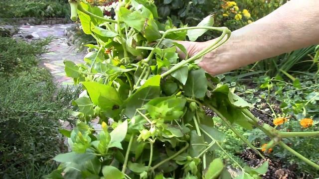Мирабилис.  Как выкопать корень ночной красавицы!?
