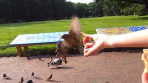 Ручные воробьи