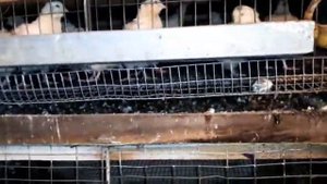 Перепела Техасец и Фараон. Новости с перепелятни.Очередная инкубация.