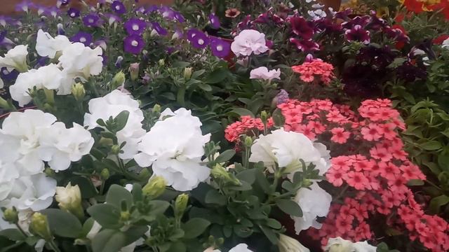 Я ВСЕ ПРО ВАС СКАЖУ смотреть онлайн