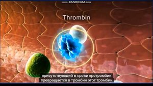Сосудисто-тромбоцитарный гемостаз. Нормальная Физиология