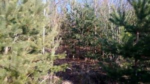 Сосны за 10 лет