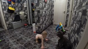 Французский Бульдог и дети - это совместимо?