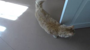 Рыжий кот в панике!!!! орет и рычит!!!=)). Знакомство котов!