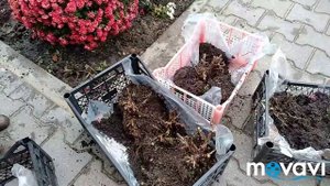 Как сохранить хризантему мультифлора до весны ( мой опыт)