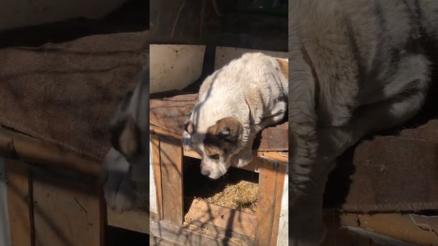 Раннее утро,алабай проснулся смотреть онлайн