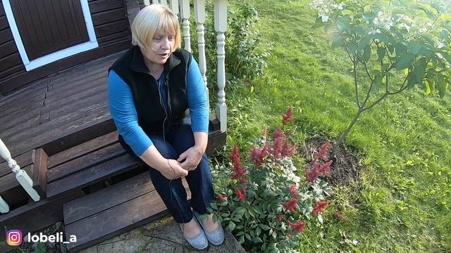 Астильба: выбор места и посадка, сорта, уход, сочетаемость с другими декоративными растениями.