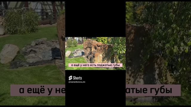 Всего один камень из моего сада, но каков! #малоуходныйсад #сад #садмечты #дизайнсада #садовод