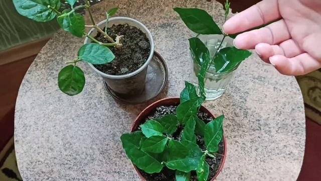 Выращивание комнатных растений, Наглядное видео, Жасмин Самбак 5 дней после обрезки смотреть онлайн