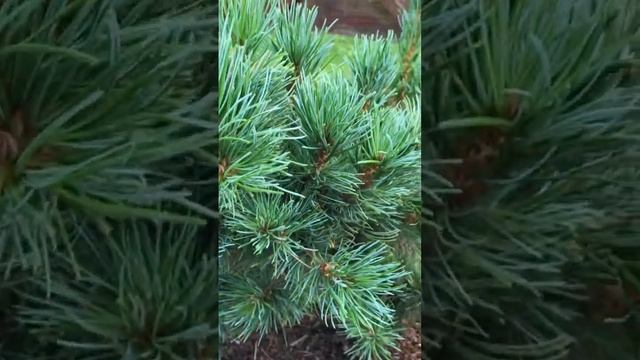 Pinus parviflora Chikusa Goten/ сосна мелкоцветковая Чикуза Готен