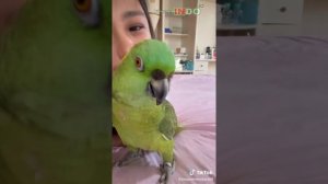 Kompilasi Sasha si burung ajaib bisa bicara milik si cantik Jacqueline Wijaya | indo62