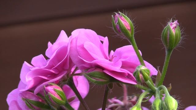 Canon XA20 смотреть онлайн