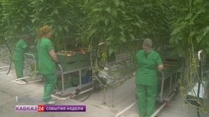 Экологически чистые томаты собирают в крупнейшем в СКФО тепличном комплексе