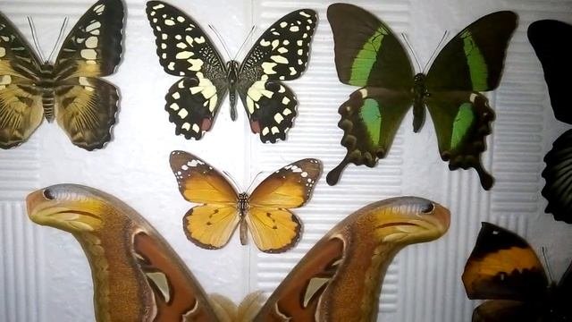 Всё о бабочках. Как выращивать из куколок и содержать дома.
