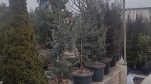 обзор на Кедр атласский ГлаукаCedrus atlantica Glauca посадка и уход.