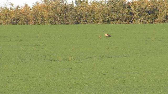 Утро,Заяц,Лиса,СВЕТИЛО.(Благодать Божья) смотреть онлайн