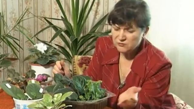 Размножение узумбарских фиалок. Подробно, наглядно, поэтапно. смотреть онлайн