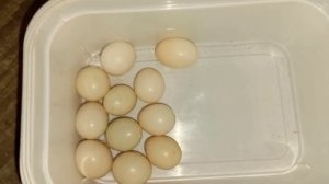 Самка волнистого попугая выбрасывает яйца. Неудачная кладка яиц у попугаев.