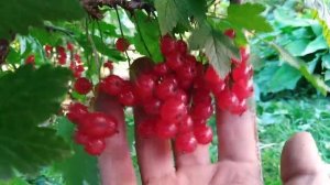 Летняя обрезка смородины чёрной и красной поречки летом.