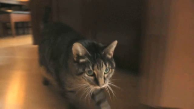 Roscoe! - Wet Cat Food смотреть онлайн