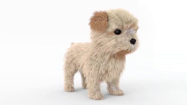 Maltipoo Dog Puppy 3D Model Animated