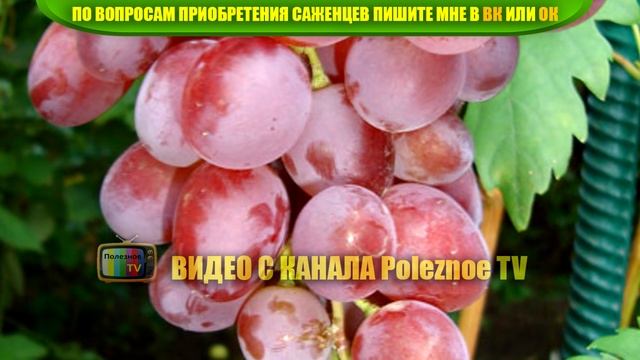 ВИНОГРАД ВИКТОРИЯ ОПИСАНИЕ СОРТА смотреть онлайн