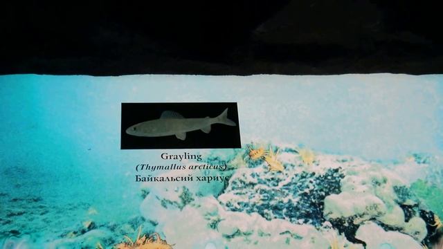 Байкальский омуль и хариус смотреть онлайн