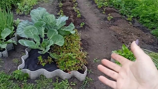 КЛУБНИКА#РЕЗКА УСОВ#ДЕЛАЕМ ОГРАЖДЕНИЕ# смотреть онлайн