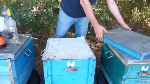 Положили пасеку,  обработка клеща щавелевой кислотой с тимолом через ДЫМ ПУШКУ, вароатоз пчел