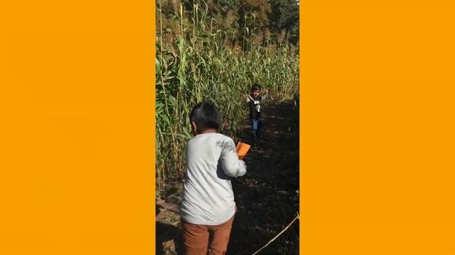 Visit to the farm 2021 fall | Pumpkin patch | Maze and hay stack fun | kids recreation смотреть онлайн