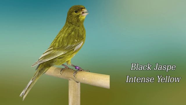 TYPES OF CANARIES, GUIDE OF CANARIES,  BREEDS OF CANARIES