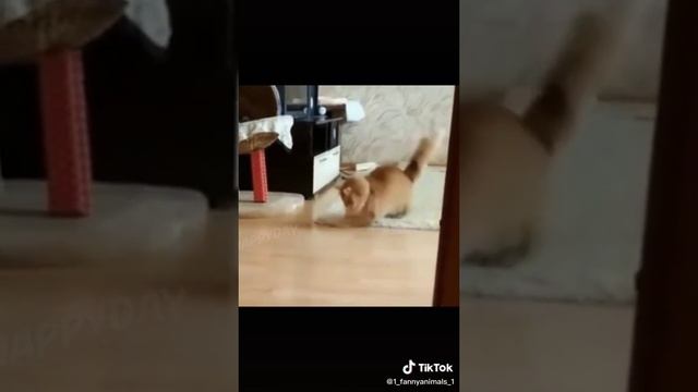 Домашние животные. ржачные приколы посмотрите. смех до слез. 27 часть