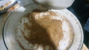 амарант  это очень полезное растение. сбор семян амаранта.