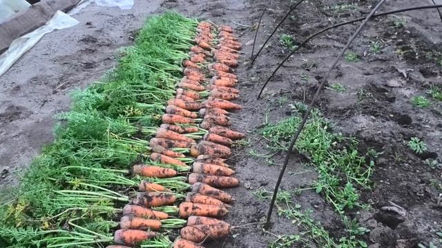 Уборка моркови в декабре. смотреть онлайн