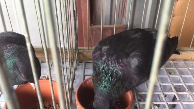 Сизари. смотреть онлайн