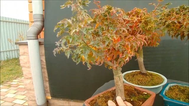 Краски осени бонсай клен дланевидный Шишигашира вonsai аcer palmatum Shishigashira 2020 год смотреть онлайн