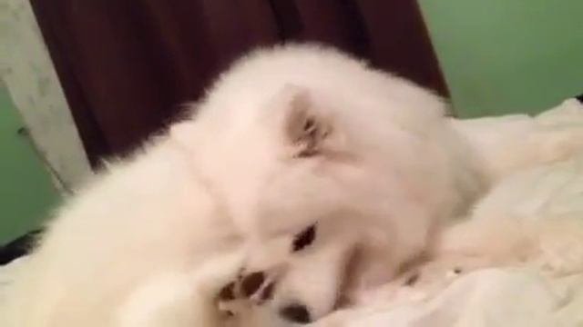 Samoyed / Самоедская лайка