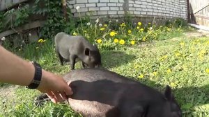 Как выбрать вьетнамского поросенка