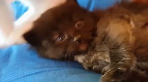 Маленькие котята напали на Алис! Кот Макс играет с котятами? Смешные кошки и коты Смешные котята ?