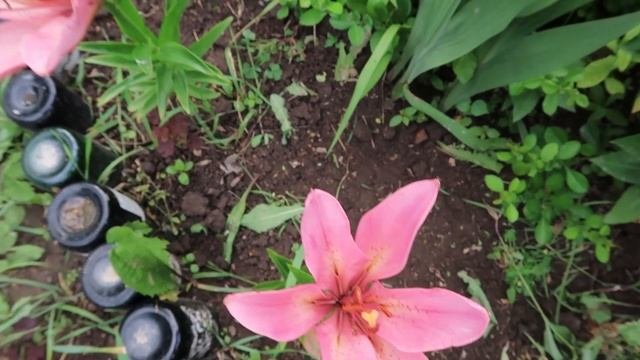 Посадите эти цветы/// Сад НЕПРЕРЫВНОГО цветения.