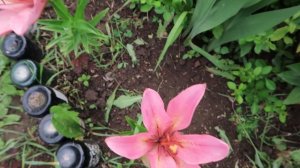 Посадите эти цветы/// Сад НЕПРЕРЫВНОГО цветения.