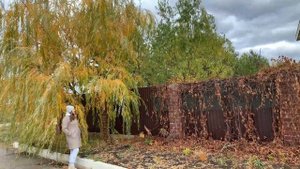 ИВА ПЛАКУЧАЯ В ХОЛОДНОМ РЕГИОНЕ БОЛЬШОЕ ДЕРЕВО Ландшафтный дизайн своими руками