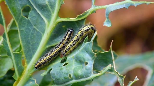 Caterpillar of the Large white butterfly (Pieris brassicae) смотреть онлайн