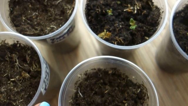 Можно ли высаживать ризомы ахименеса без ростков: эксперимент смотреть онлайн