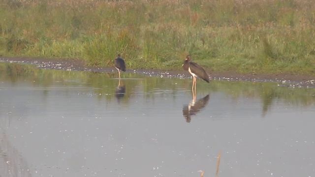 Black Stork   Zwarte ooievaar   Katwijk   The Netherlands   Luuk Punt   120725 2