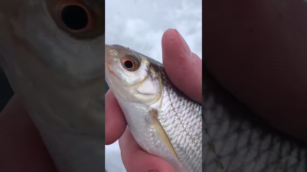 НАШЕЛ ХОРОШУЮ ПЛОТВУ смотреть онлайн